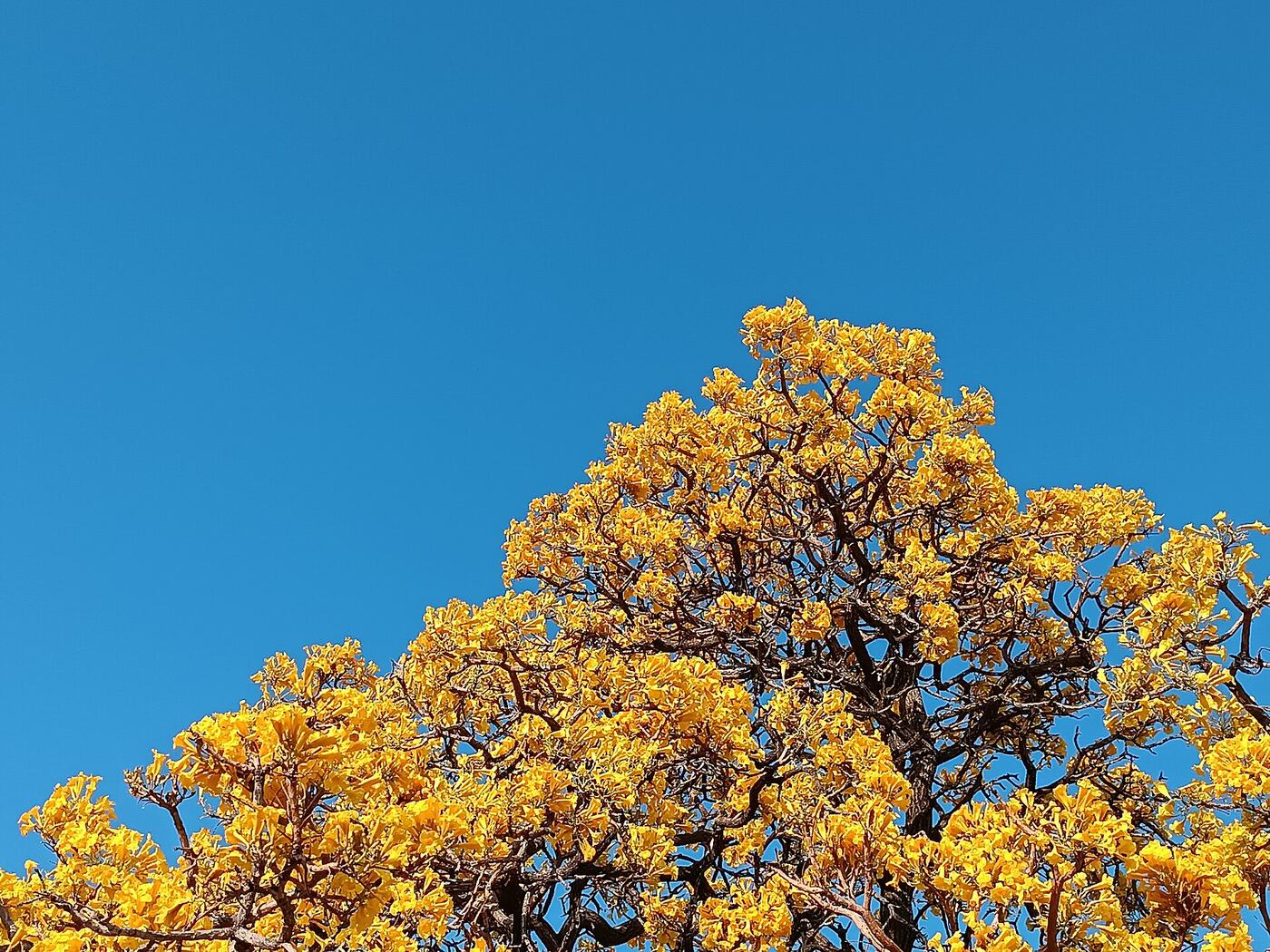 Tajibo amarillo en flor contra el cielo azul de Santa Cruz